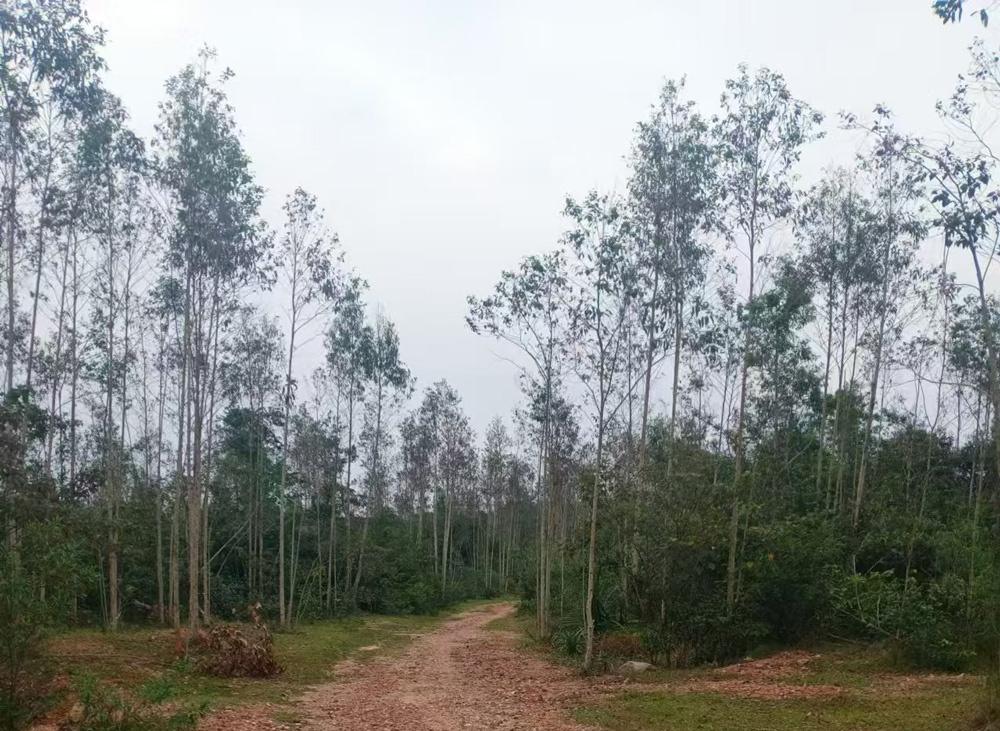 土地被生态治理项目强占？市中院：区政府侵权责令返还土地！